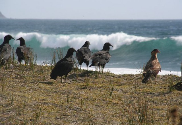 Black Vultures en Caracara's