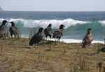 Black Vultures en Caracara's