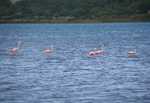 Flamingo's in Estero Chaular