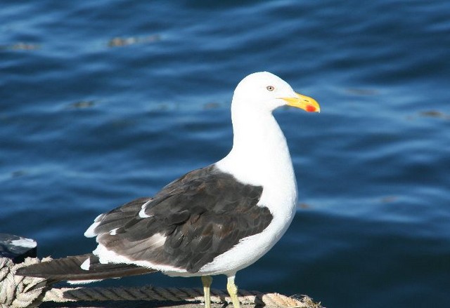 Kelp Gull