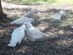002. Little Corella