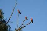 013. Galah's