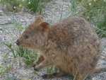 073. Geen rat, maar een Quokka