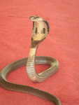 057. Cobra show