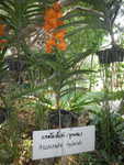 059. Orchidee�n tuin
