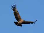 Condor