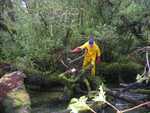 Oerwoud wandeling
