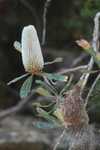 007. Old Man Banksia
