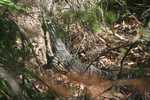 008. Varaan, Lace Monitor