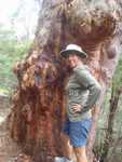013. Bloedende Gumtree