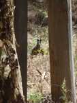 017. Brush tailed Rock Wallaby