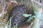 060. Verstopte Short Beaked Echidna