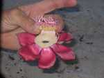 Wat voor bloem.....