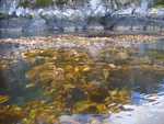 Kelp