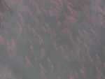 Wolk krill om de boot