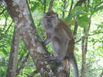 007. Langkawi, overal apen