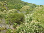 005. Fynbos