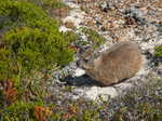 007. Dassie
