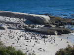 022. Boulders Beach