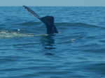057. Walvis