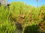065. Fynbos