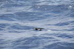 003. Wilson storm Petrel