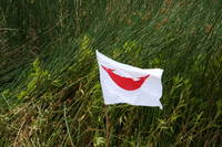 Highlight for Album: Januari - Februari 2011 Isla Pascua