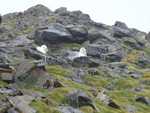 Broedende Petrels