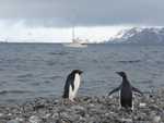 Gentoo pinguin