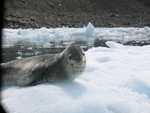 Leopard Seal