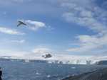 Yankee Harbour 2