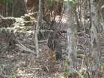 014. Jervis Bay, Wallaby