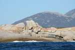 031. Cape Barren Island