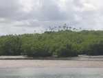 Mangrove