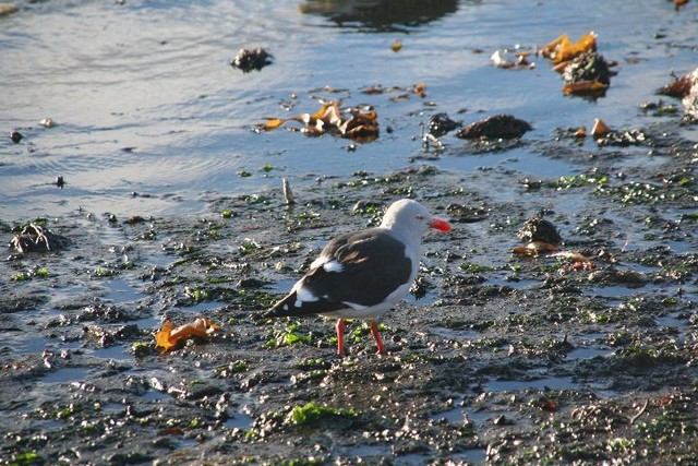 Dolphin Gull