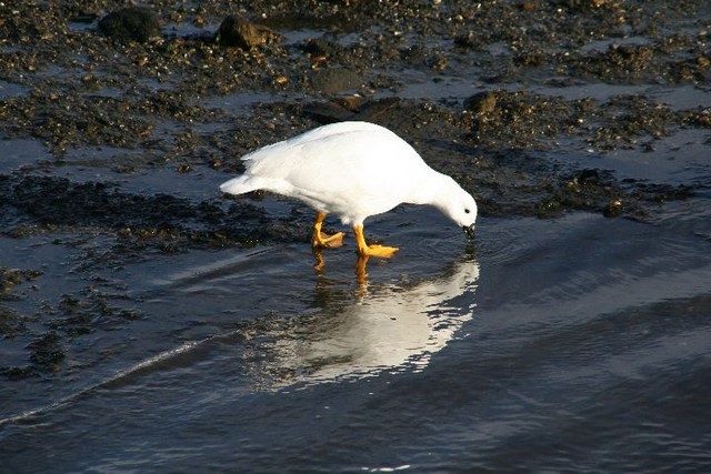 Kelp Goose