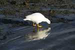 Kelp Goose