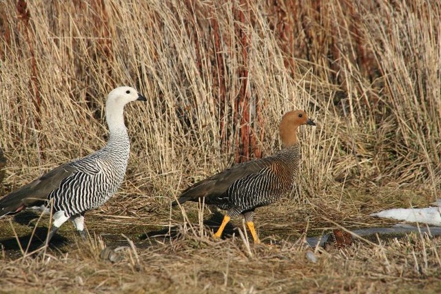 Upland Goose papa en mama