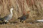 Upland Goose papa en mama