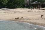 003. Ree�n op het strand!