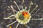 037. Offerbloem