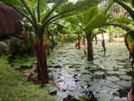 001. Botanische tuin Victoria (2)