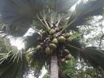 002. Palm met de grootste kokosnoot ter wereld