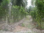039. Vanille plantage