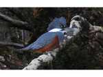 Kingfisher