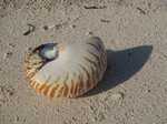017. Nautilus schelp