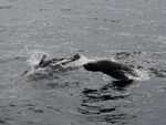Speelse zeehonden