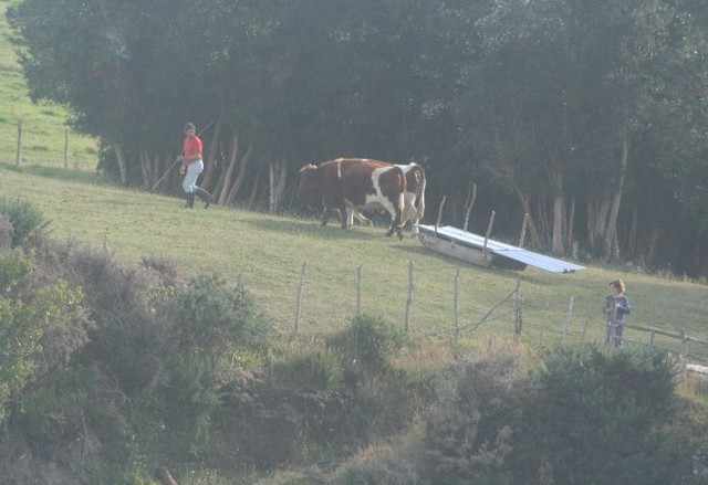 Met ossenkar op pad