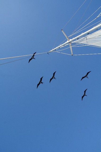 004. Fregat vogels