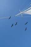 004. Fregat vogels